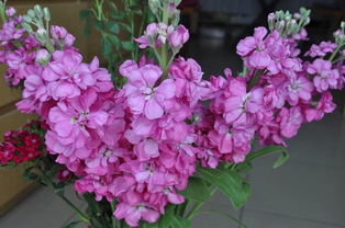 这个季节开什么颜色的花？