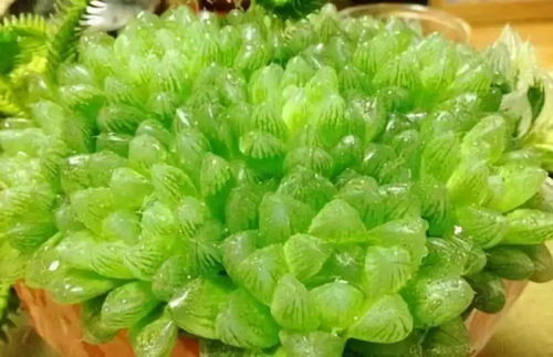 玉露小苗养护大揭秘