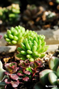 多肉蓝豆在多少度以上需要遮阳嗯？