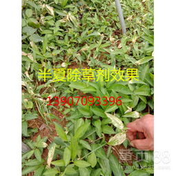 种植半夏， 除草剂的选择