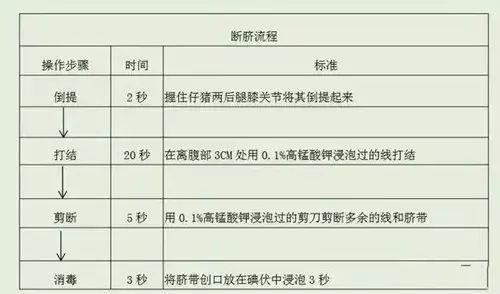 仔猪断脐出血危害大，四大忌需谨记