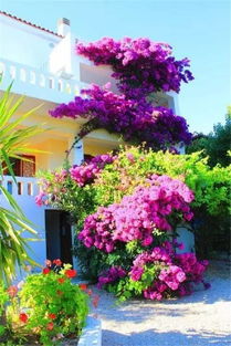 庭院花开的秘密：四季赏花指南大揭秘