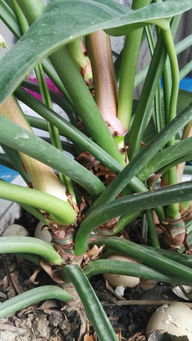 金钻换盆的重要性