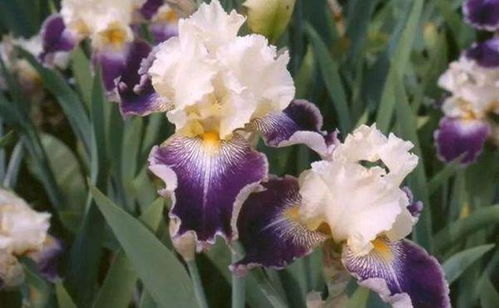 胡同里的蓝刺头：李大爷的冬季秘密