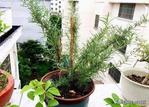迷迭香更适合浅盆还是深盆种植？哪种种植方式更有利于其生长
