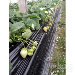 牛奶草莓种植时如何避免栽培误区？