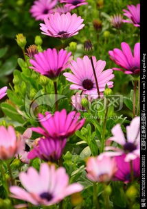 贴吧热帖：非洲菊种子像老鼠屎？