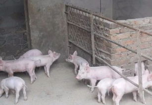 得了猪瘟的饲料还能喂猪吗？吃了非洲猪瘟的猪对人有啥影响？