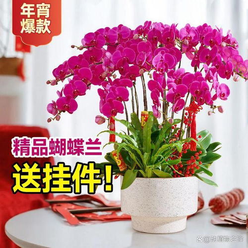 蝴蝶兰的花语与寓意究竟蕴含着怎样的美丽与祝福