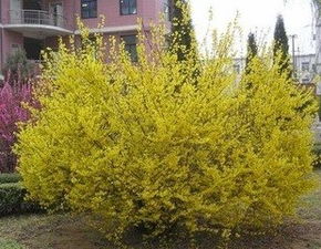如何根据连翘的生长习性科学合理地修剪其枝条