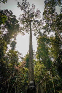 第一步：选材大挑战