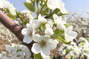 “春季赏花季，梨花绽放时！”