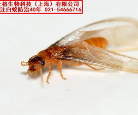 吡虫啉杀白蚁时如何确保其喷洒均匀且不遗漏白蚁窝的关键部位？