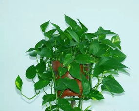 急救锦囊：背阴处积水烂根怎么办？