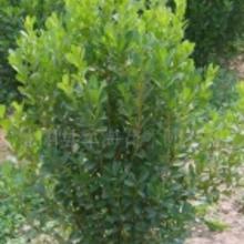 四、 资源稀缺度