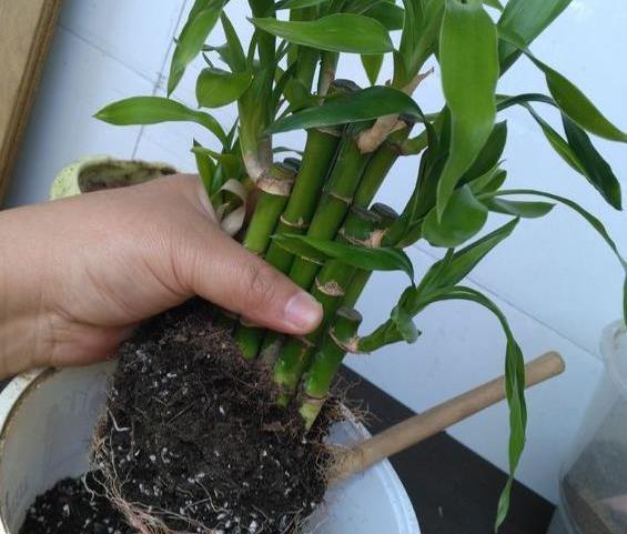 换盆的方法和注意事项