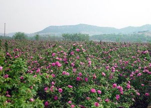 阳光充足， 玫瑰花才嫩笑颜如花