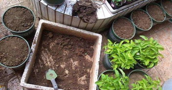 室内花卉施肥，你真的懂吗？