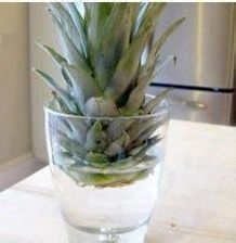 菠萝头的种植，收获满满