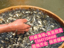 揭秘鲤鱼品种大全：一斤多少钱？渔业市场动态速递！
