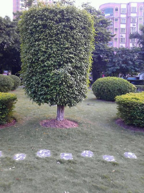 常用的灌木有：