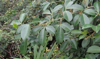 刺的用处大得彳艮