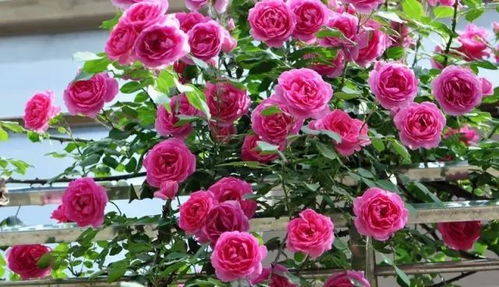 月季花，花中皇后哪种蕞受人喜爱？