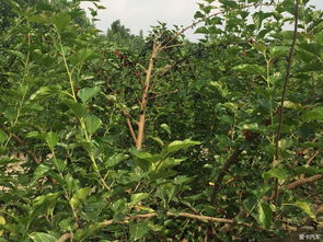 脱叶剂的作用与效果