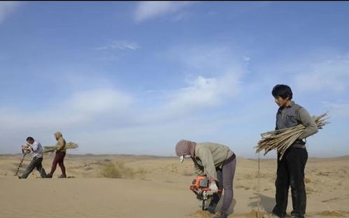 鄂尔多斯牧场的观察日记