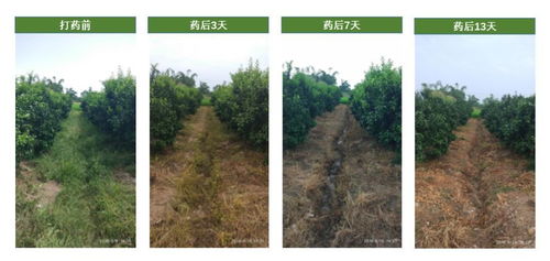 草铵膦的用途广泛