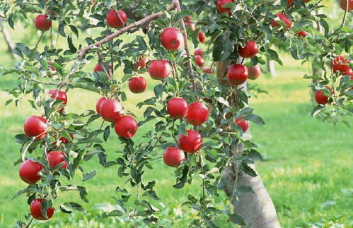 果树选择要因地制宜