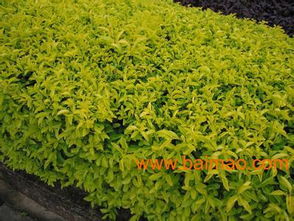 好多种的绿化植物， 让你眼花缭乱