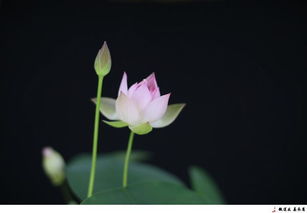 耐心等待，花开有时