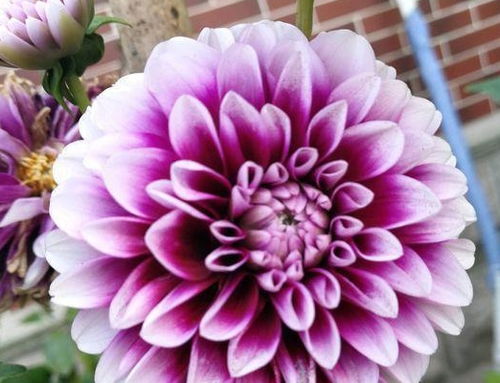 木槿：天天开新花的短命花