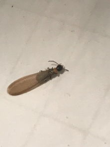 家里白蚁横行，快来试试这些花卉吧！