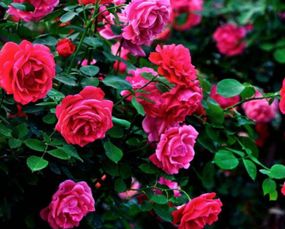 月季浇水小技巧：如何避免浇水过多或过少？