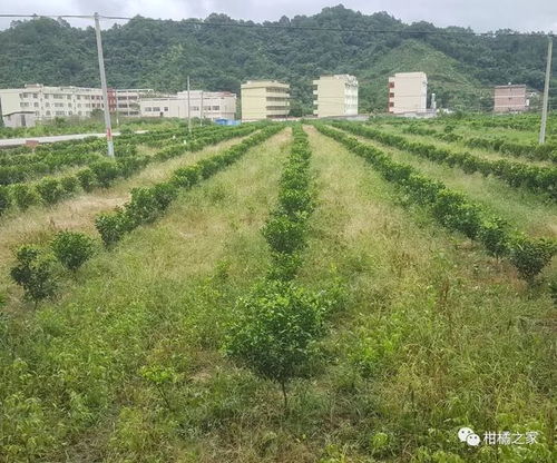 土壤，那可是雪松的家