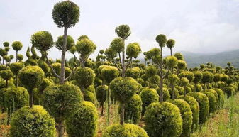 九月园林苗木病虫害大揭秘