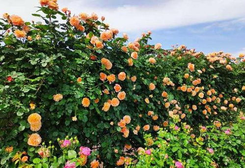 网红月季树， 花苞冒尖儿