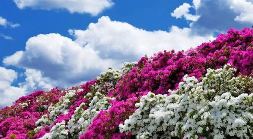 杜鹃花叶子干枯怎么办？试试这几种简单又实用的方法
