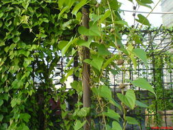 室内植物与林种植：创造宜人绿色空间