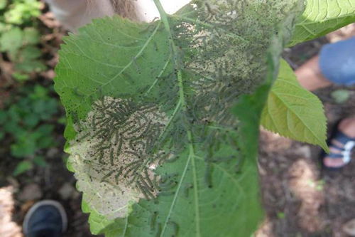 白粉病的可怕面貌