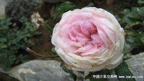 绿野月季的遗憾：缺点不容忽视