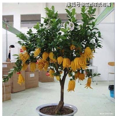 盆栽佛手修剪技巧，先剪枝叶