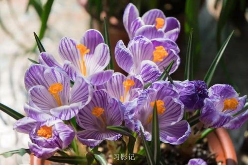 角堇：-10°C爆花的迷你奇迹