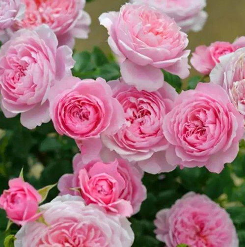 铃之妖精月季：庭院里的美丽精灵