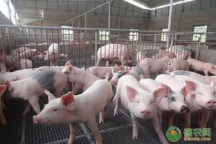 我国良种肉鹅养殖产业前景广阔，但基础薄弱