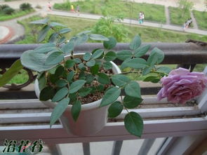 薰衣草女神与紫精灵月季：两种蓝紫色月季的神秘之旅