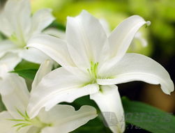 “白百合花语：纯洁无私的爱，温暖心灵之花”