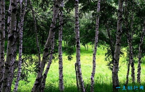 肉桂树：温暖人心的温暖使者